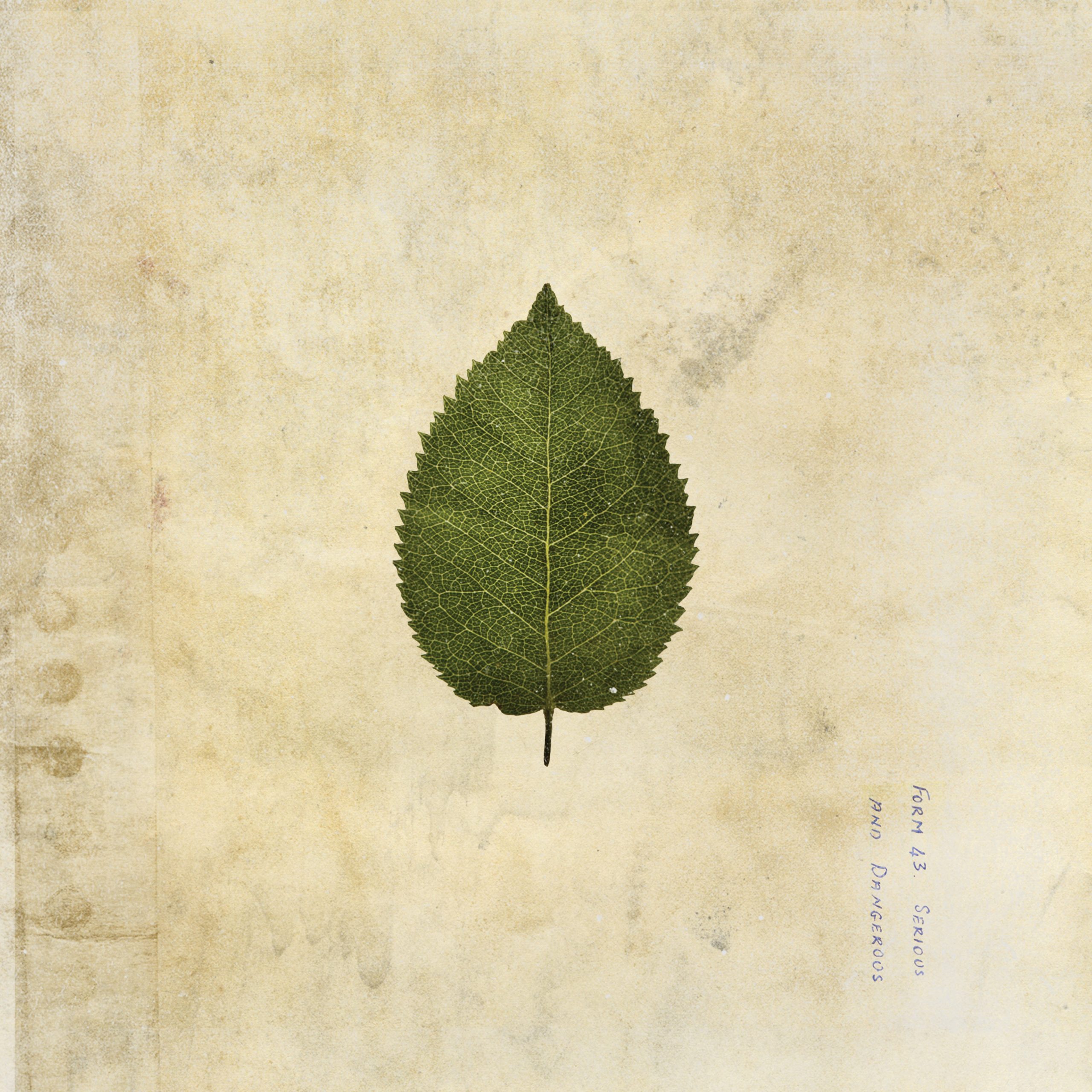 The Cold Still: Limited Green Swirl Vinyl LP - Image 2