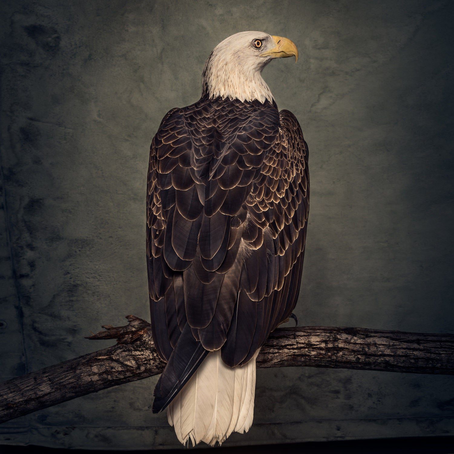 Book of Bad Decisions: Limited Picture Disc LP
