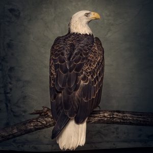 Book of Bad Decisions: CD